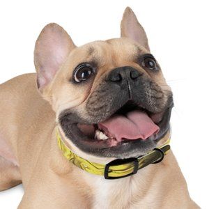 Small Dog Collar- Made to Order- (4) Buckle Options